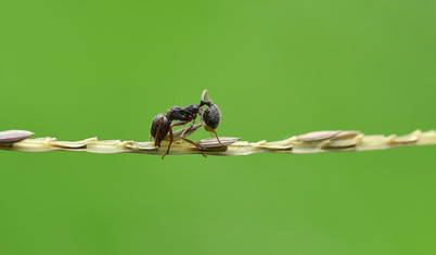 Karınca yuvasında iktidar kavgası: Karıncaların, kraliçelerine suikast yaptığı ortaya çıktı