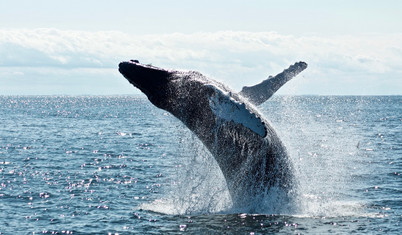 Balinalar, votka, volkanik kayalar: Karbon krizine alışılmadık çözümler