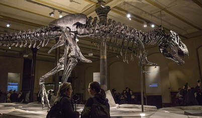 İsviçre'de T-Rex iskeleti açık artırmayla 6,2 milyon dolara satıldı