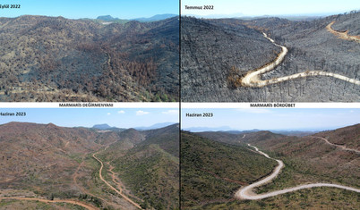 Marmaris'te yanan alanlar yeniden yeşeriyor