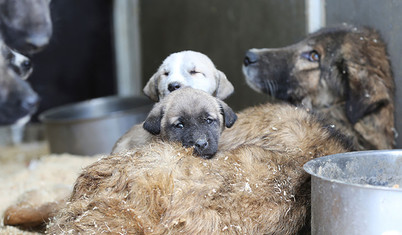 İstanbul Valiliği'nden 39 ilçeye sokak hayvanları için talimat