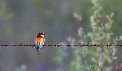 Kuşların müziğini duyuyor musunuz?