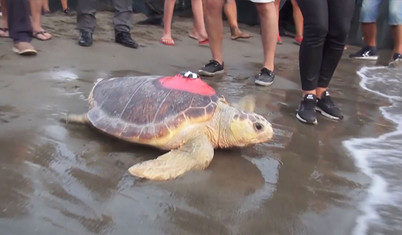 Uydu cihazıyla en uzun süre izlenen Caretta Caretta Tuba 25 bin kilometre katetti