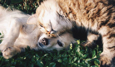 Fransa'da 4 ayda 16 bini aşkın evcil hayvan terk edildi