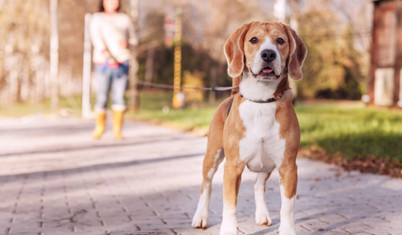 Hollanda'da sokağa dışkılayan köpekler ve sahipleri DNA testiyle bulunacak