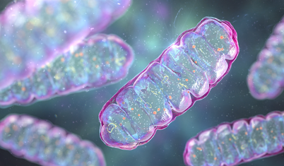 Hücrelerimizdeki küçük enerji santrali: Mitokondri