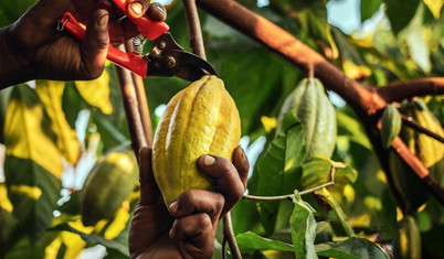 Tanrıların yiyeceği kakao