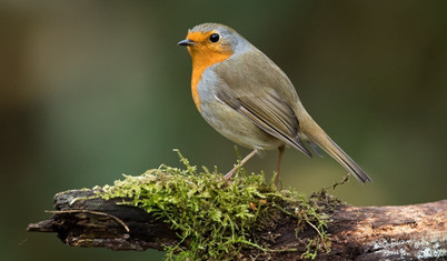 Seradaki tombul nar bülbülü