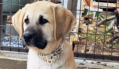 İnsan kendini köpekle bir tutar mı!