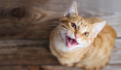 Hayvana eziyet davası: Kediye 100 Euro tazminat ödenecek