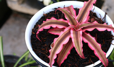 New York Times yazdı: En kolay bakılabilen ev bitkisi hangisi?