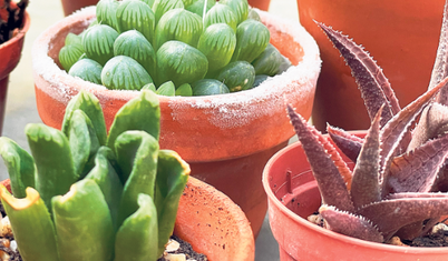 Plaza bitkileri iş ortamına can katar