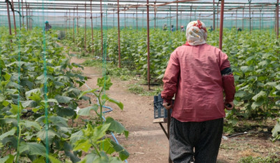 Deprem bölgesini terk etmeyen çiftçiler ‘son samuraylar’ gibi