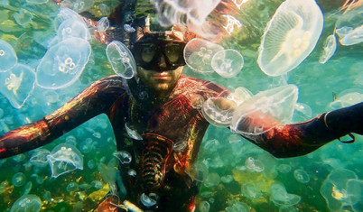 Marmara’da denizanası istilası var