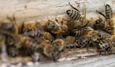 İklim krizi ve arılar: Küçülen bedenler, büyüyen tehlikeler