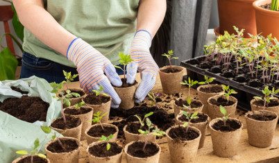 Tohum ekilir fide dikilir