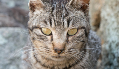 New York Times yazdı: Japonya'da potansiyel tehlikeli kedi alarmı