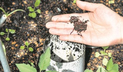 Tohum ekiminde farklı yöntemler