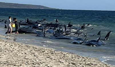 Avustralya'da 160 balina karaya vurdu, 26'sı öldü