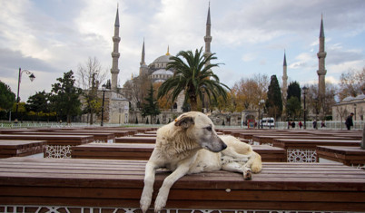 Şehri kimlerden temizliyoruz?