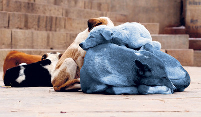 Sokak köpeklerini öldürerek sadece sayılarını çoğaltırsınız