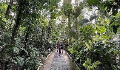 Kew Gardens'ın yarısı iklim değişikliği nedeniyle risk altında
