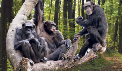 Bir ‘insan tekeli’ daha kırıldı: Şempanzeler sırayla konuşuyor