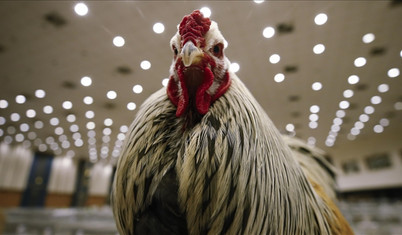 Fransa'da araştırıldı: Tavuklar heyecanlanınca kızarıyor