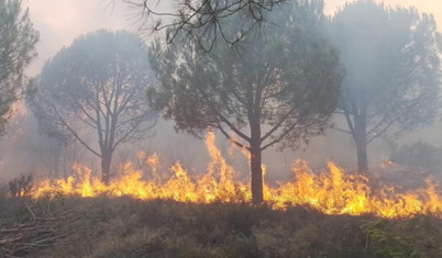 Yalova'da çıkan orman yangınları kontrol altına alındı