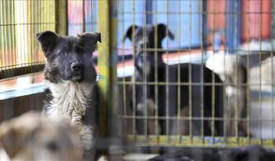 Muhalefet Anayasa Mahkemesi yolunda: 10 soruda sokak hayvanları düzenlemesi