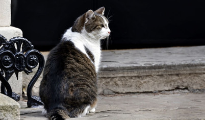 Downing Street'in kedisi Larry 'kral gibi' uğurlanacak