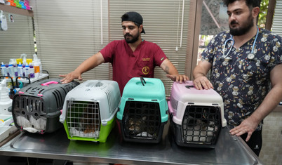 Kadıköy'de sokak hayvanı katliamı: 25 kedi ve köpek zehirlendi