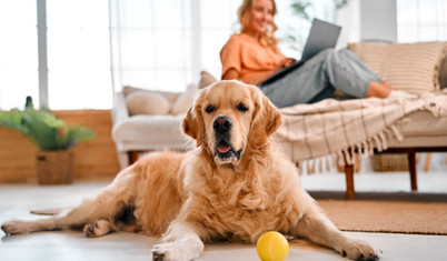 Köpekler sadece insanlara değil, oyuncaklarına da vefalı