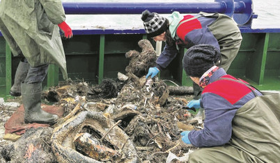 Hamsi, istavrit ve palamutta mikroplastik