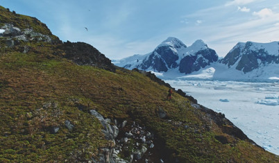 İklim değişiminin etkisi: Antarktika'da buzulların yerini yeşil bitki örtüsü alıyor