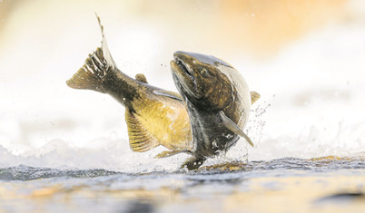 Fırında deniz somonu