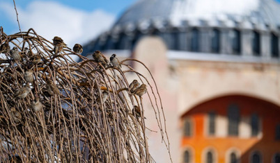İstanbul'da serçe nüfusu azalıyor