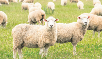 Geleceğin tarımı Avustralya’da yapılıyor