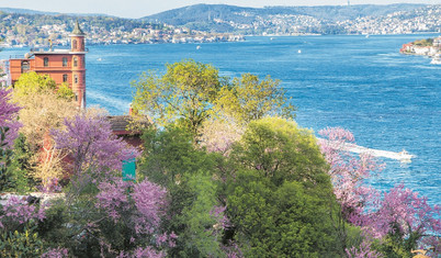 Boğaz’da erguvan yağmuru başladı