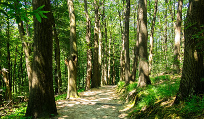 İklim için bir göç hikayesi