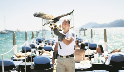 Cannes otellerinde martı-şahin savaşı