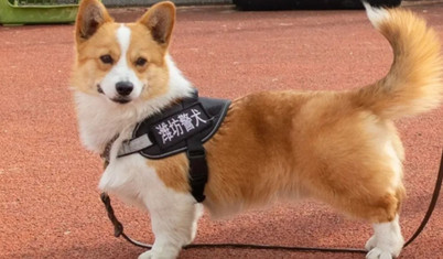 NYT, Çin’in ilk corgi polis köpeğini yazdı: En tatlı başarısızlık