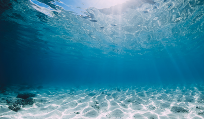 Guardian: Denizler alarm veriyor, asit seviyesi kritik eşiği aştı