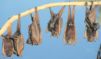 Yarasalar neden kansere yakalanmaz?