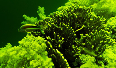 Su altındaki biyolojik ışıma 'balıkgözüyle' kayıt altına alındı