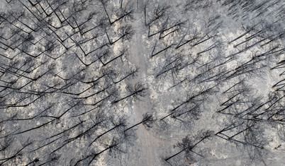 Bursa Büyükşehir Belediye Başkanı Bozbey: İki yangında yaklaşık 3 milyon ağacı kaybettik