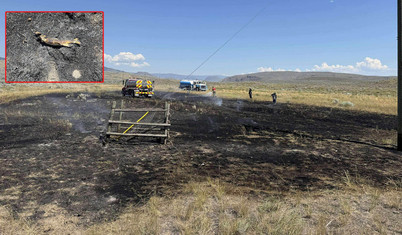 Gökten düşen balık çalıları tutuşturdu, çıkan yangın sonucu elektrikler kesildi