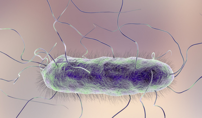 ABD'de 'kabus bakteri' alarmı: Vaka sayısı %70 arttı