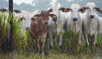 Küresel et devi JBS suçlamaların odağında: Brezilya'da 'sığır aklama' faaliyetleri artış gösteriyor