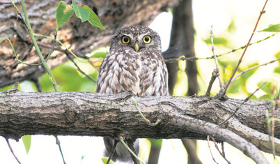 Baykuşun iki yüzü